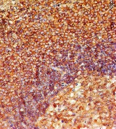 Anti-TLR8 antibody [44C143] used in IHC (Paraffin sections) (IHC-P). GTX12120