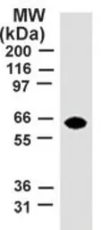 Anti-TRAF5 antibody [55A219] used in Western Blot (WB). GTX12123