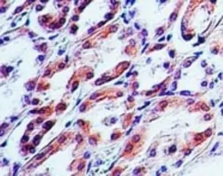 Anti-TRAIL antibody [55B709.3] used in IHC (Paraffin sections) (IHC-P). GTX12124