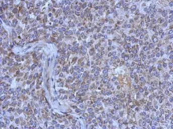 Anti-MRPL44 antibody used in IHC (Paraffin sections) (IHC-P). GTX121263