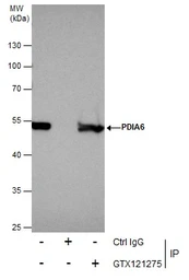 Anti-PDIA6 antibody [N1N3] used in Immunoprecipitation (IP). GTX121275