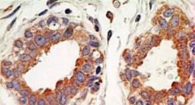 Anti-IKB alpha antibody [6A920] used in IHC (Paraffin sections) (IHC-P). GTX12134