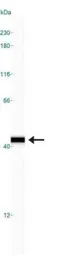 Anti-IKB alpha antibody [6A920] used in Western Blot (WB). GTX12134