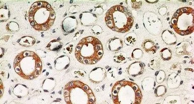 Anti-IKK alpha antibody [14A231] used in IHC (Paraffin sections) (IHC-P). GTX12138