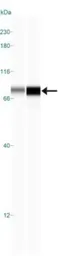 Anti-IKK alpha antibody [14A231] used in Western Blot (WB). GTX12138