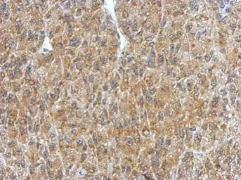 Anti-BRUNOL4 antibody used in IHC (Paraffin sections) (IHC-P). GTX121390