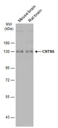 Anti-CNTN5 antibody [C1C3] used in Western Blot (WB). GTX121400