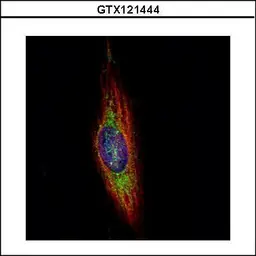 Anti-WDR16 antibody used in Immunocytochemistry/ Immunofluorescence (ICC/IF). GTX121444