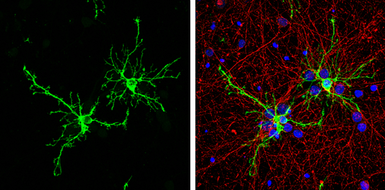 Anti-FABP7 antibody [N1C3] used in Immunocytochemistry/ Immunofluorescence (ICC/IF). GTX121467