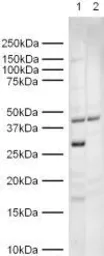 Anti-Geminin antibody used in Western Blot (WB). GTX12147