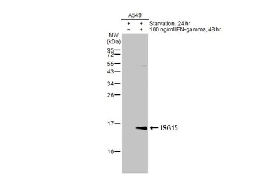 Anti-ISG15 antibody used in Western Blot (WB). GTX121474