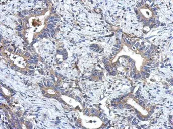 Anti-MRPL18 antibody used in IHC (Paraffin sections) (IHC-P). GTX121511