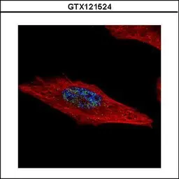 Anti-HEXIM2 antibody used in Immunocytochemistry/ Immunofluorescence (ICC/IF). GTX121524