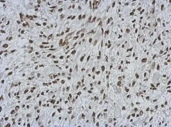 Anti-MIER3 antibody used in IHC (Paraffin sections) (IHC-P). GTX121542