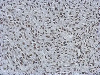 Anti-MIER3 antibody used in IHC (Paraffin sections) (IHC-P). GTX121542