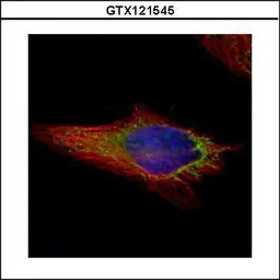 Anti-NAPRT1 antibody used in Immunocytochemistry/ Immunofluorescence (ICC/IF). GTX121545