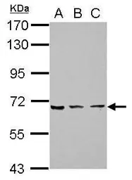Anti-ZNF416 antibody [N1C2] used in Western Blot (WB). GTX121646