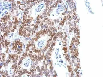 Anti-Histone H1S35ph (phospho Ser35) antibody used in IHC (Paraffin sections) (IHC-P). GTX121669