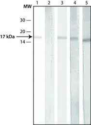 Anti-Histone H3K9acS10ph (Acetyl Lys9/phospho Ser10) antibody used in Western Blot (WB). GTX12181