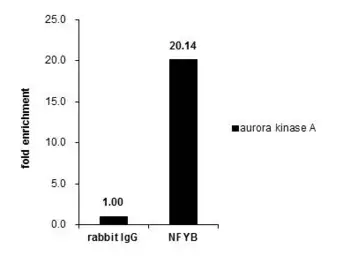 Anti-NFYB antibody used in ChIP assay (ChIP assay). GTX121922