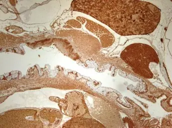Anti-NFYB antibody used in IHC (Paraffin sections) (IHC-P). GTX121922