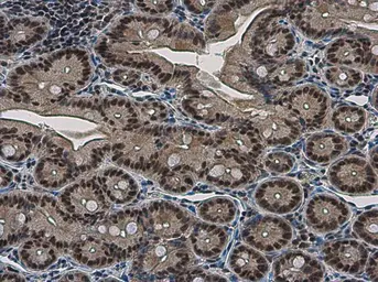 Anti-NFYB antibody used in IHC (Paraffin sections) (IHC-P). GTX121922