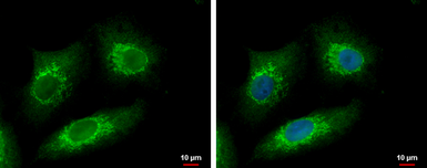 Anti-METTL6 antibody [N1C3] used in Immunocytochemistry/ Immunofluorescence (ICC/IF). GTX121980
