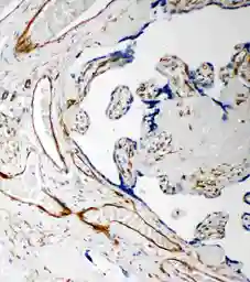 Anti-IDS antibody used in IHC (Paraffin sections) (IHC-P). GTX12202