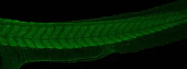 Anti-PABPC4 antibody used in IHC (Whole mount) (IHC-Wm). GTX122079