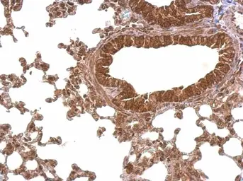Anti-PABPC4 antibody used in IHC (Paraffin sections) (IHC-P). GTX122079