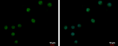 Anti-ZNF257 antibody used in Immunocytochemistry/ Immunofluorescence (ICC/IF). GTX122134