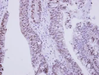 Anti-ZNF329 antibody used in IHC (Paraffin sections) (IHC-P). GTX122136