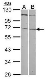 Anti-ZNF503 antibody [C2C3], C-term used in Western Blot (WB). GTX122143