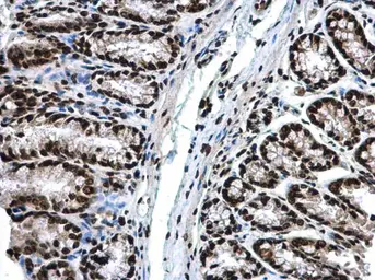 Anti-Histone H3 antibody used in IHC (Paraffin sections) (IHC-P). GTX122148