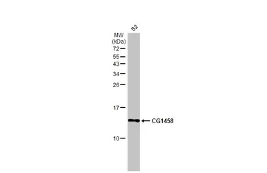 Anti-CG1458 antibody used in Western Blot (WB). GTX122151