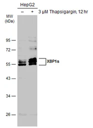 Anti-XBP1(S) antibody used in Western Blot (WB). GTX122156