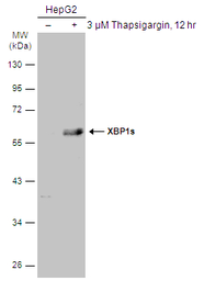 Anti-XBP1 antibody used in Western Blot (WB). GTX122157