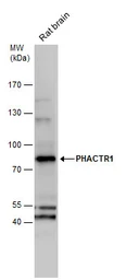 Anti-PHACTR1 antibody used in Western Blot (WB). GTX122251