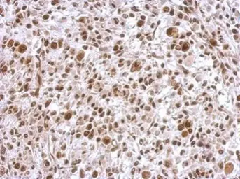 Anti-SCML4 antibody used in IHC (Paraffin sections) (IHC-P). GTX122421