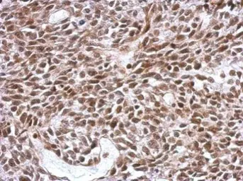 Anti-SCML4 antibody used in IHC (Paraffin sections) (IHC-P). GTX122421
