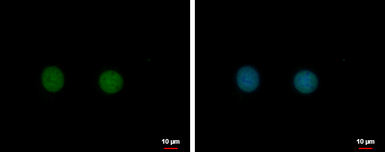 Anti-C17orf49 antibody used in Immunocytochemistry/ Immunofluorescence (ICC/IF). GTX122496
