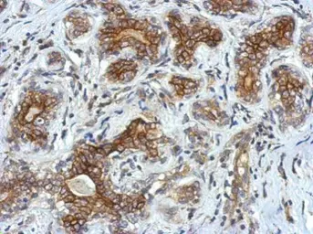 Anti-VSIG1 antibody used in IHC (Paraffin sections) (IHC-P). GTX122505