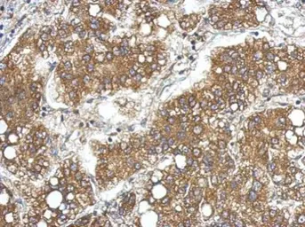Anti-Lipocalin 15 antibody used in IHC (Paraffin sections) (IHC-P). GTX122512