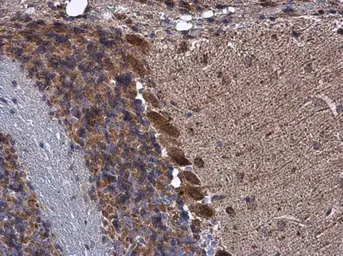 Anti-KBTBD3 antibody used in IHC (Paraffin sections) (IHC-P). GTX122513