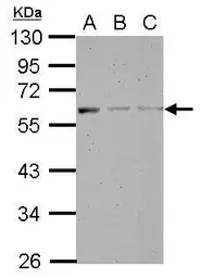 Anti-MANEA antibody used in Western Blot (WB). GTX122518