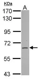 Anti-FAM73A antibody used in Western Blot (WB). GTX122522