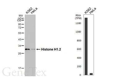 Anti-Histone H1.2 antibody used in Western Blot (WB). GTX122561