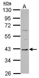 Anti-TMEM59L antibody used in Western Blot (WB). GTX122614