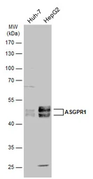 Anti-ASGPR1 antibody [N1C3] used in Western Blot (WB). GTX122674