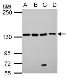Anti-LARS antibody [C2C3], C-term used in Western Blot (WB). GTX122744